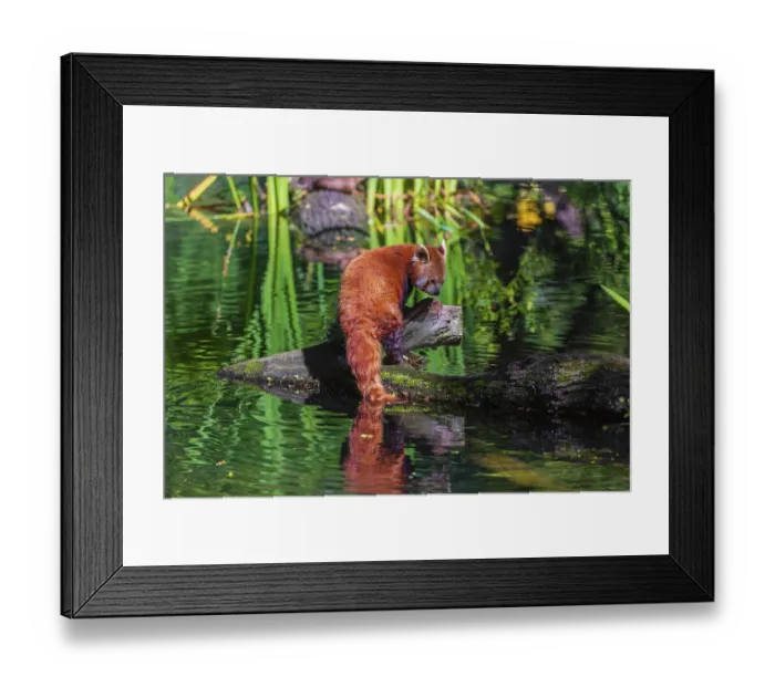Framed Print : One red panda, Ailurus fulgens