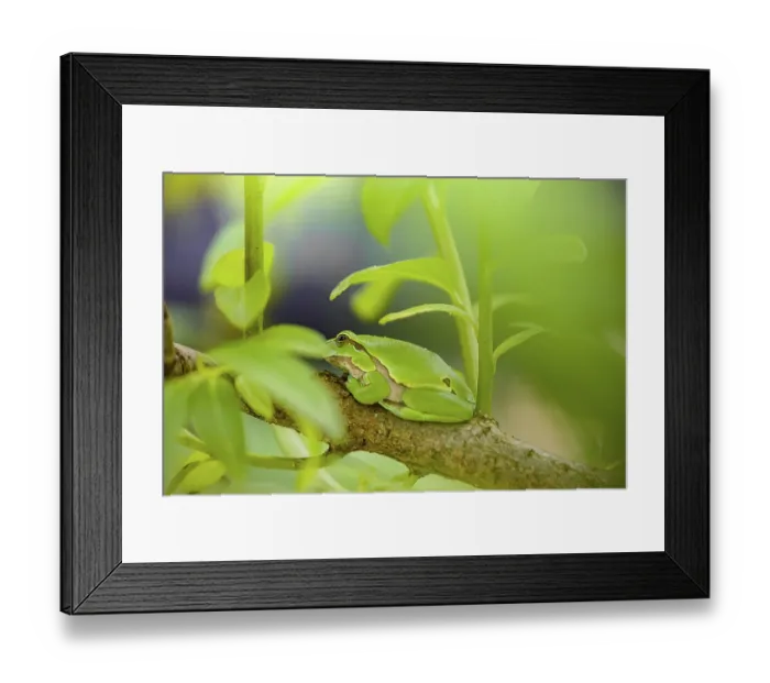 Framed Print : A European tree frog (Hyla arborea) rests on a twig of a bush Framed Print : A European tree frog (Hyla arborea) rests on a twig of a bush