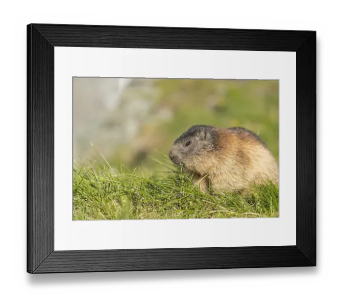 Framed Print : One adult Alpine Marmot, Marmota marmota