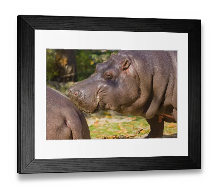 Framed Print : Two hippopotamus or hippo (Hippopotamus amphibius)