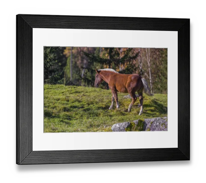 Framed Print : A chestnut colored Noriker horse or Norico-Pinzgauer stands on a sunny paddock