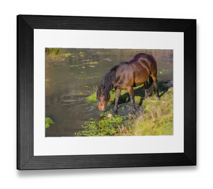 Framed Print : A heavy horse of mixed breed stands in the water of a small pond and enjoys its life on a sunny autumn day