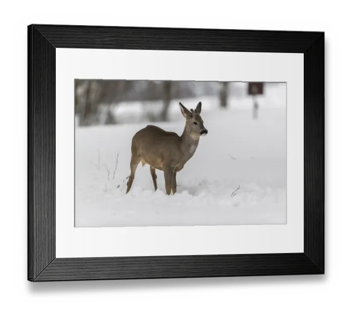 Framed Print : One young male Roe Deer, Roe buck (Capreolus capreolus)