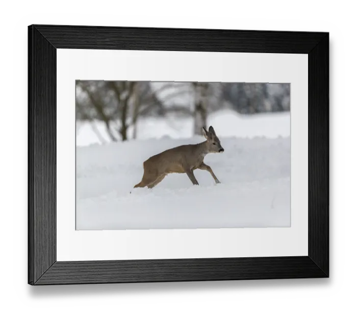 Framed Print : One young male Roe Deer, Roe buck (Capreolus capreolus) Framed Print : One young male Roe Deer, Roe buck (Capreolus capreolus)