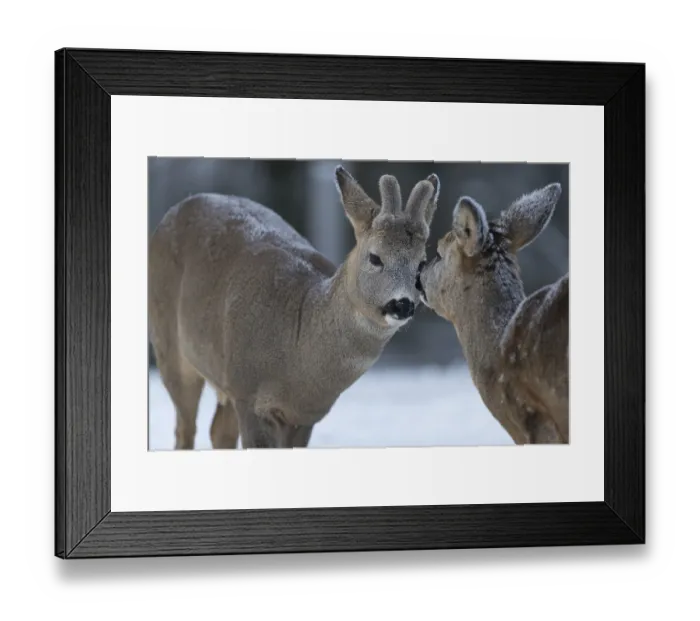 Framed Print : Roe deer grooming each other. White background Framed Print : Roe deer grooming each other. White background
