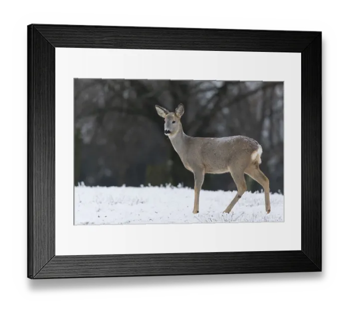 Framed Print : Roe deer standing in hoar frosted dead stinging nettle at minus 15 °C
