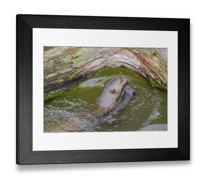 Framed Print : An adult giant otter or giant river otter (Pteronura brasiliensis) Framed Print : An adult giant otter or giant river otter (Pteronura brasiliensis)