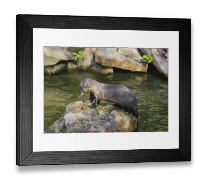 Framed Print : A giant otter or giant river otter (Pteronura brasiliensis) Framed Print : A giant otter or giant river otter (Pteronura brasiliensis)