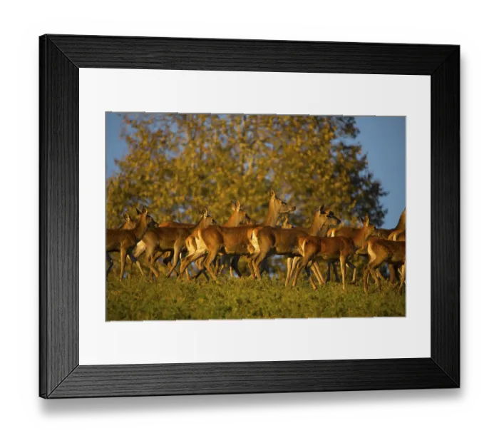 Framed Print : A herd of female red deer standing on a meadow in sweet evening light