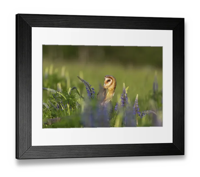 Framed Print : One barn owl (Tyto alba) sitting on a branch lying in a field of flowering lupines in late evening light