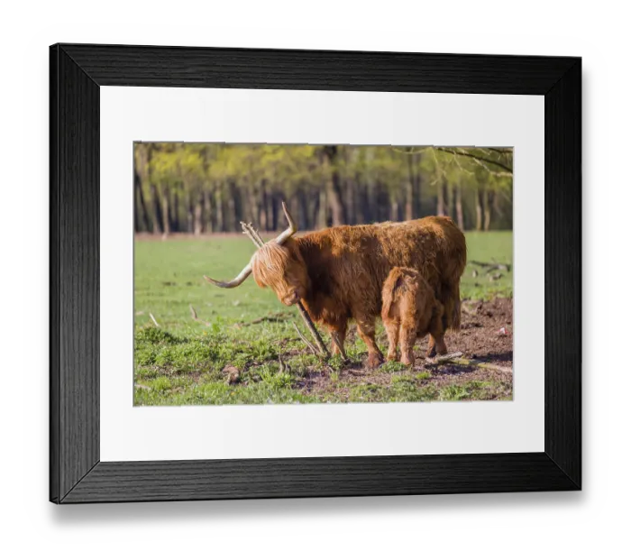 Framed Print : One Highland cow (Bos primigenius) taurus) and her calf stand on a meadow