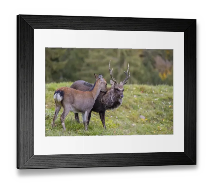 Framed Print : Deep affection. A Japanese sika deer (Cervus nippon nippon) doe cuddles intensely with a stag