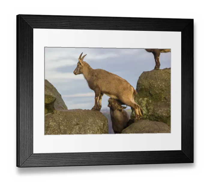 Framed Print : Two ibex (Capra ibex), a male and a female