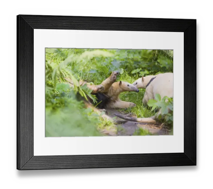 Framed Print : One southern tamandua (Tamandua tetradactyla)