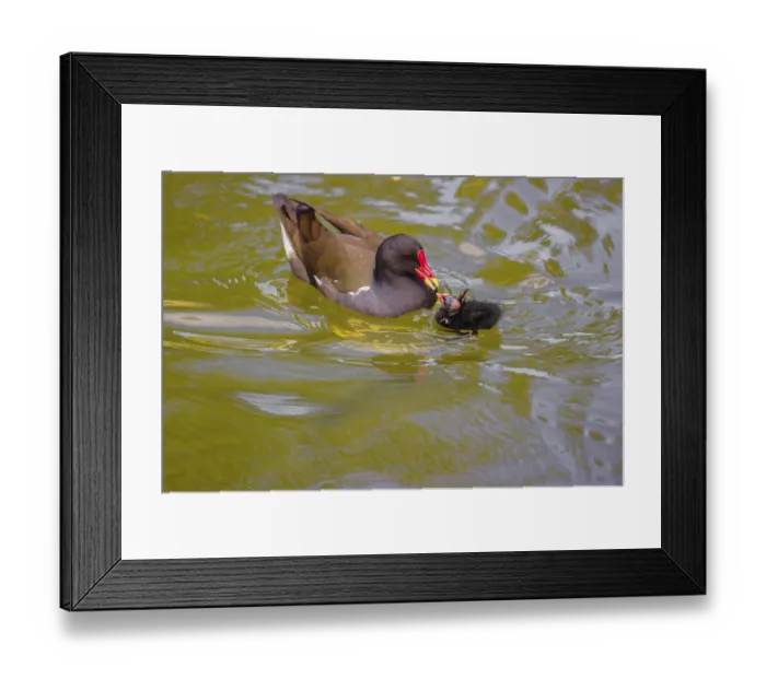Framed Print : An adult common moorhen (Gallinula chloropus)
