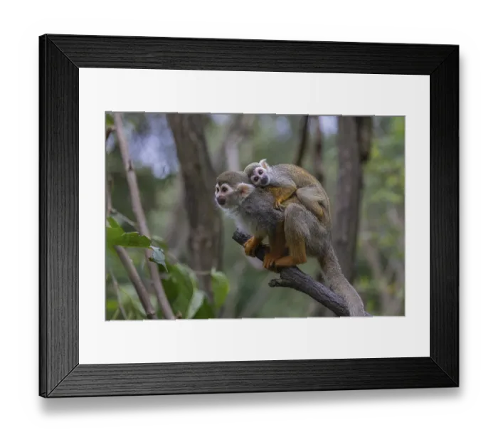 Framed Print : One female Central American squirrel monkey Framed Print : One female Central American squirrel monkey