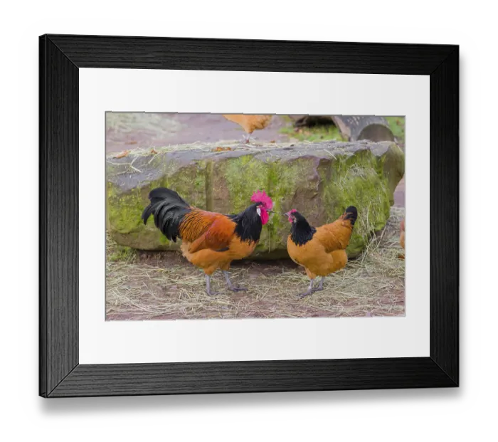 Framed Print : Food envy. A Vorwerk rooster and a hen Framed Print : Food envy. A Vorwerk rooster and a hen