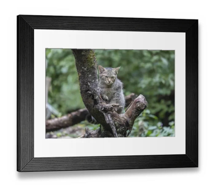 Framed Print : One young european wildcat, Felis silvestris silvestris