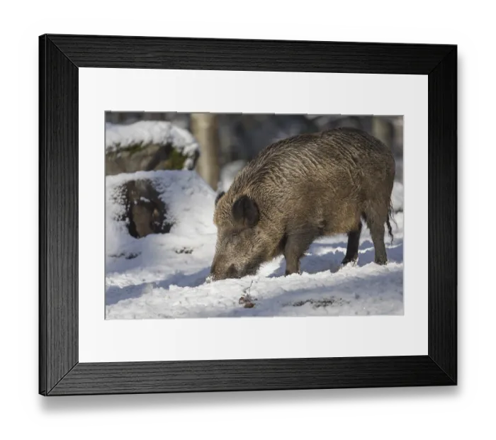 Framed Print : Wild boar or wild pig (Sus scrofa) Framed Print : Wild boar or wild pig (Sus scrofa)