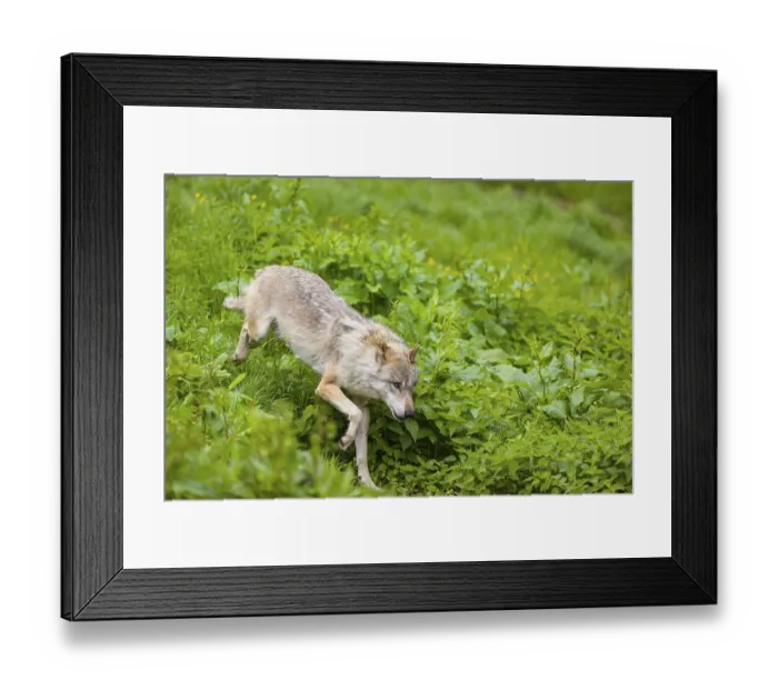 Framed Print : One eurasian gray wolf (Canis lupus lupus) runs over a green meadow in an open forest Framed Print : One eurasian gray wolf (Canis lupus lupus) runs over a green meadow in an open forest