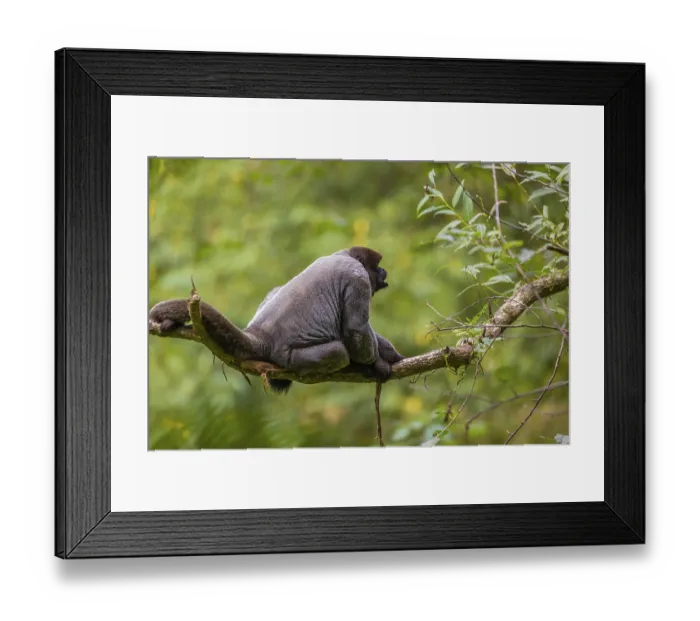 Framed Print : A common woolly monkey, brown woolly monkey Framed Print : A common woolly monkey, brown woolly monkey