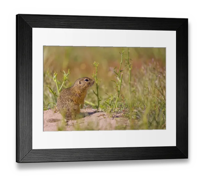 Framed Print : A European ground squirrels (Spermophilus citellus)