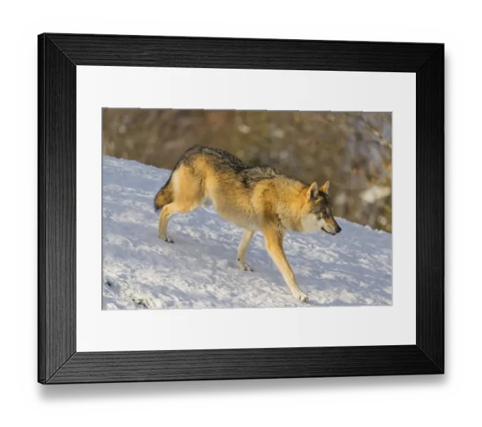 Framed Print : An adult female grey wolf (Canis lupus lupus) runs across the sloping