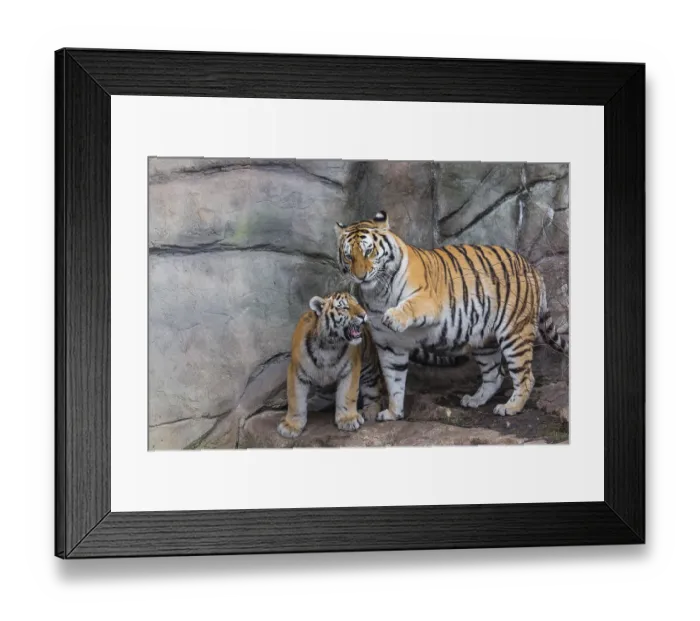 Framed Print : Siberian Tiger Mother with one cub Framed Print : Siberian Tiger Mother with one cub
