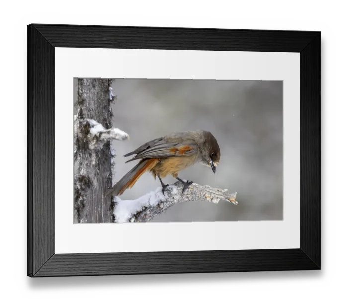 Framed Print : Siberian jay (Perisoreus infaustus) Framed Print : Siberian jay (Perisoreus infaustus)