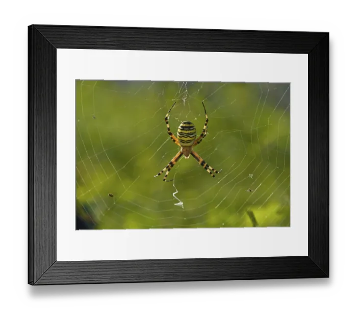 Framed Print : Wasp Spider (Argiope bruennichi)