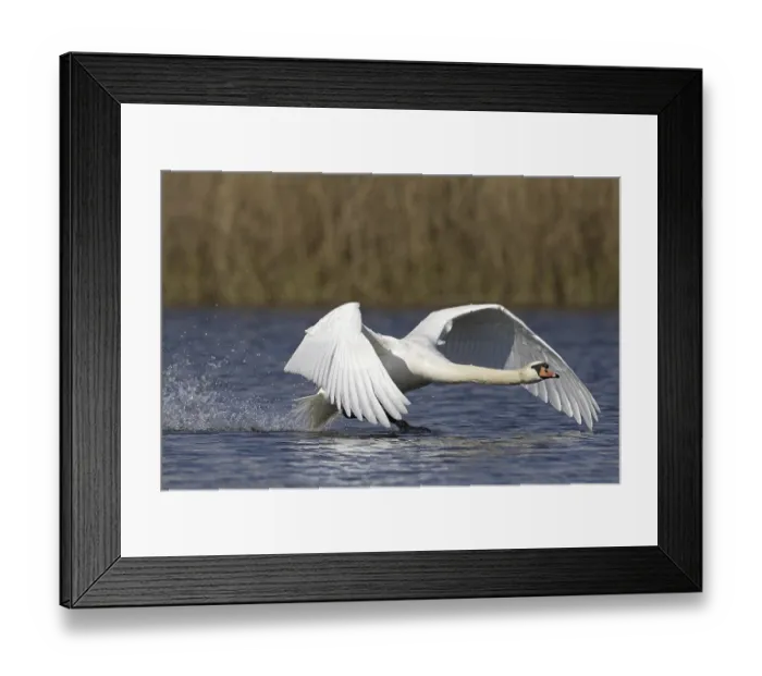 Framed Print : Mute swan (Cygnus olor) male taking off from water of lake Framed Print : Mute swan (Cygnus olor) male taking off from water of lake
