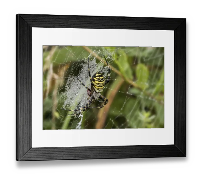 Framed Print : Wasp spider (Argiope bruennichi) Framed Print : Wasp spider (Argiope bruennichi)
