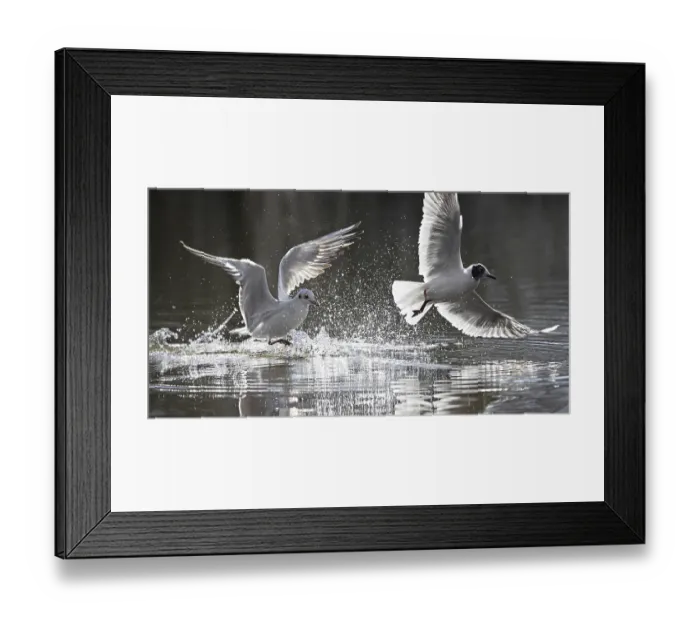 Framed Print : Two black-headed gulls (Chroicocephalus ridibundus)