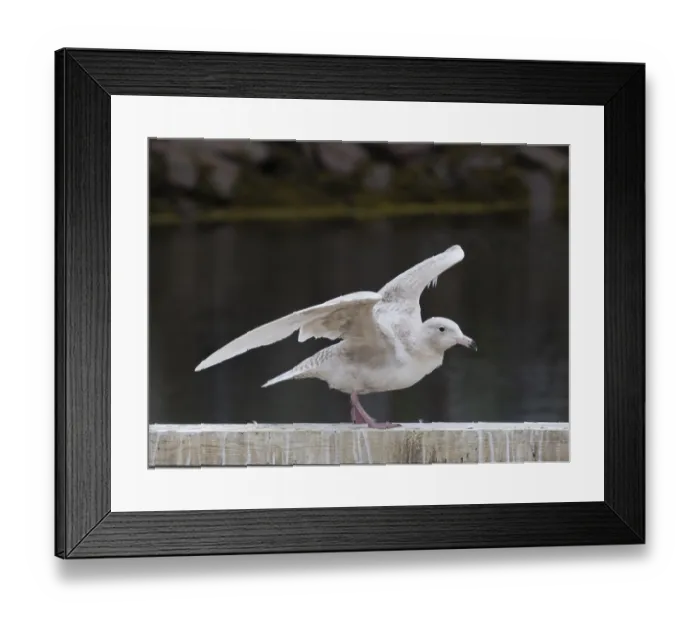 Framed Print : Juvenile Glaucous Gull (Larus hyperboreus)
