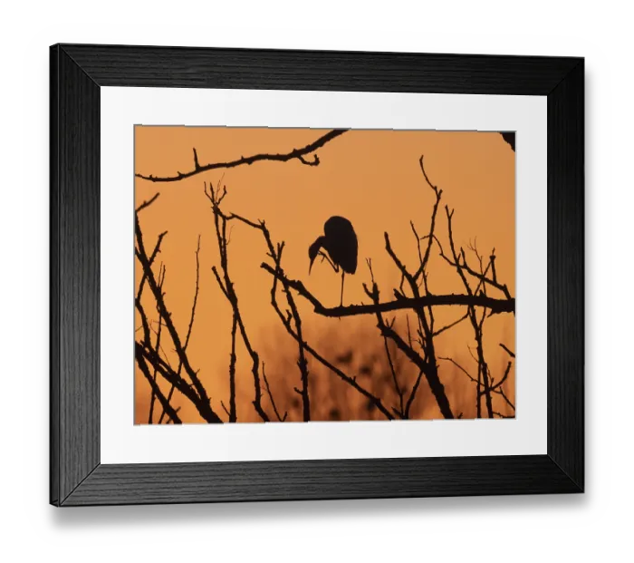 Framed Print : Little Egret (Egretta gazetta)