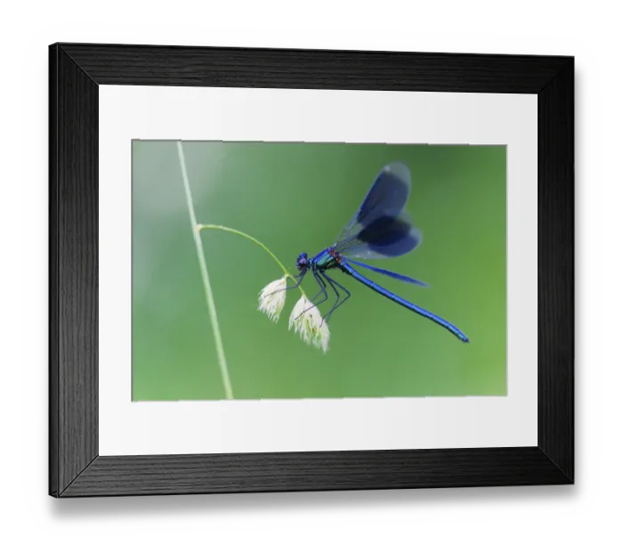 Framed Print : Banded Demoiselle (Calopteryx splendens) Framed Print : Banded Demoiselle (Calopteryx splendens)