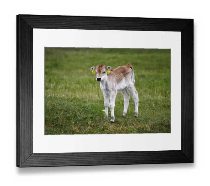Framed Print : Hungarian Grey Cattle or Hungarian Steppe Cattle (Bos primigenius)