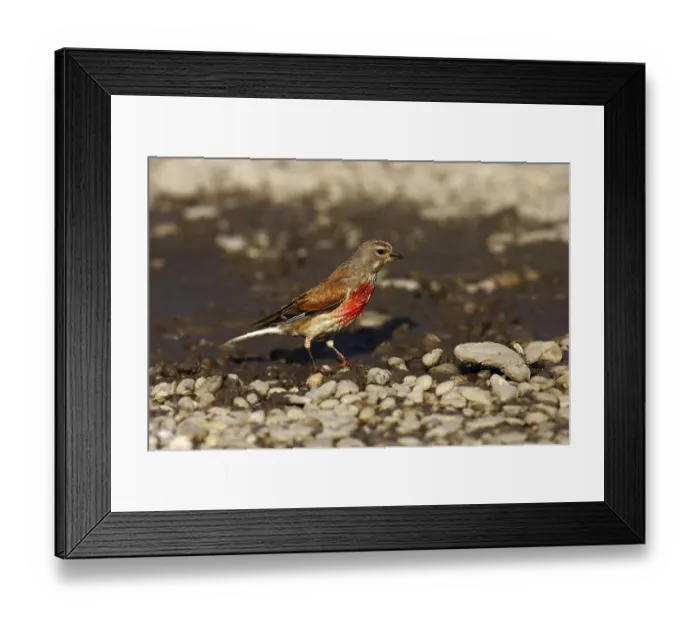 Framed Print : Linnet (Carduelis cannabina), male