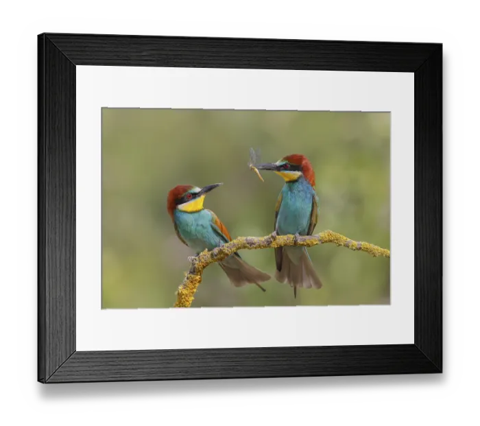 Framed Print : European bee-eater (Merops apiaster) Framed Print : European bee-eater (Merops apiaster)