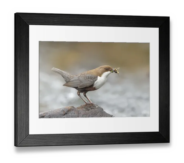 Framed Print : White-throated Dipper (Cinclus cinclus) on a stone on the bank of a river Framed Print : White-throated Dipper (Cinclus cinclus) on a stone on the bank of a river