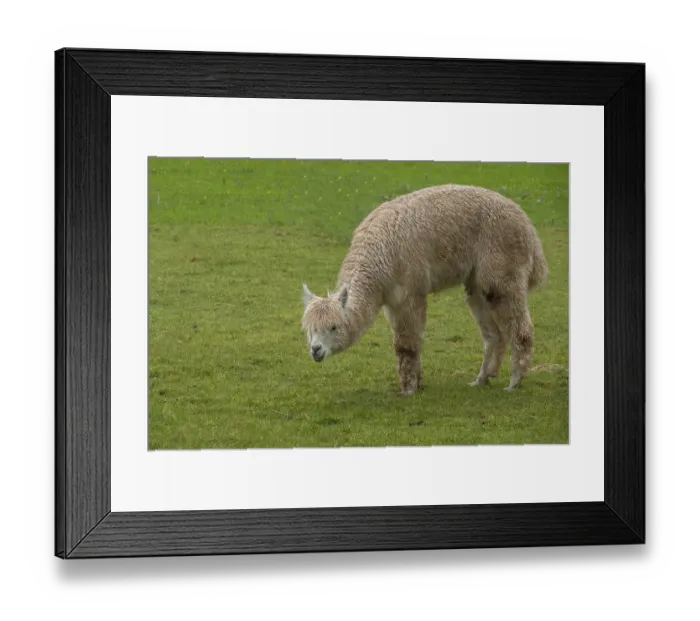 Framed Print : Alpaca (Vicugna pacos), Palatinate