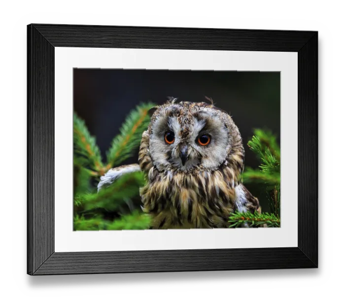 Framed Print : Long-eared owl (Asio otus), portrait in Neuhaus Wildlife Park