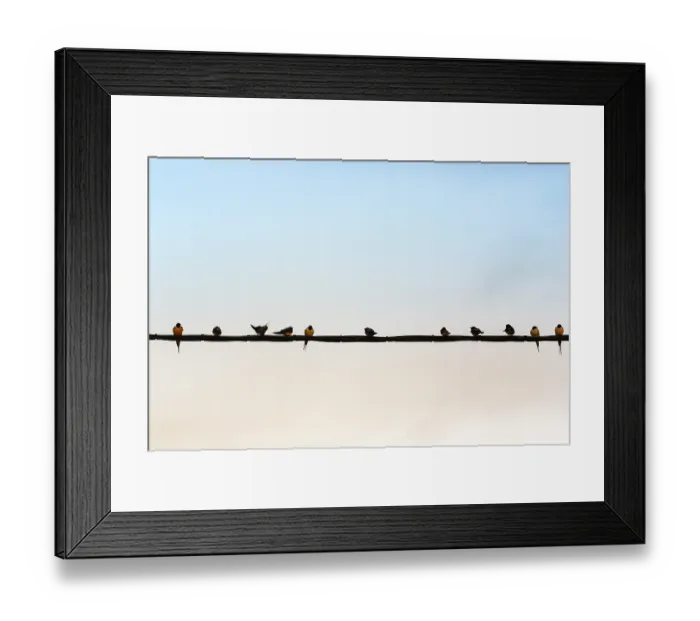 Framed Print : Swallows gathering on power line Framed Print : Swallows gathering on power line