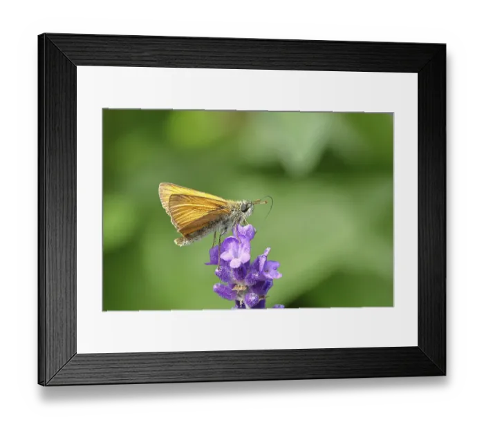 Framed Print : Large skipper (Ochlodes venatus)