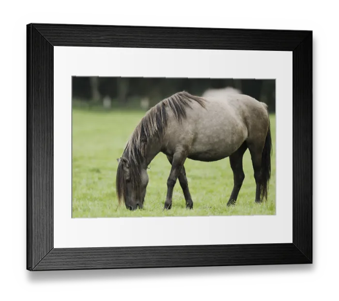 Framed Print : Duelmener Wildpferd, Merfelder Bruch Framed Print : Duelmener Wildpferd, Merfelder Bruch