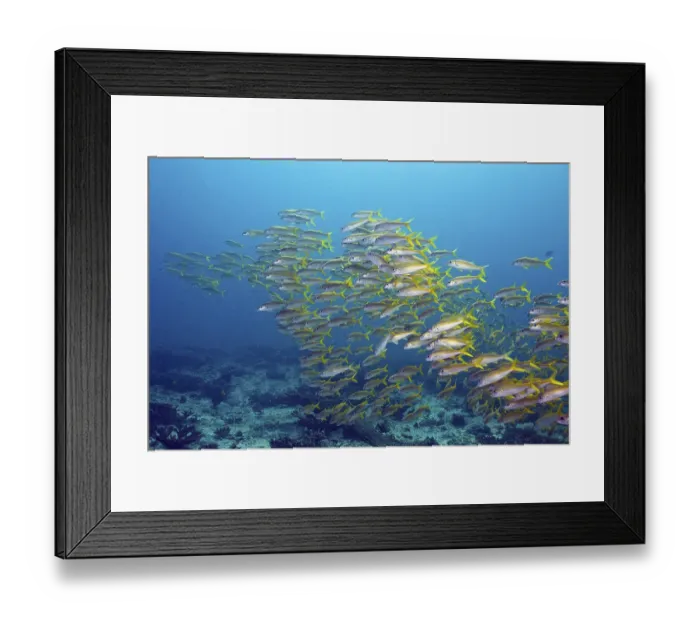 Framed Print : Yellowtail Snapper (Ocyurus chrysurus)