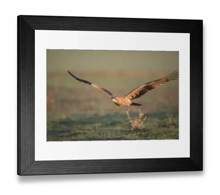 Framed Print : Juvenile Iberian Eagle in flight Framed Print : Juvenile Iberian Eagle in flight