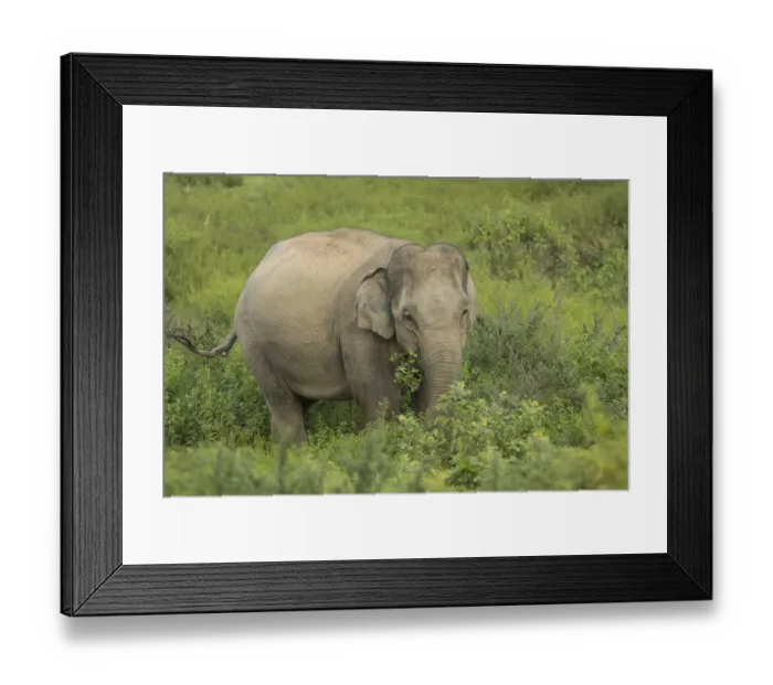 Framed Print : Indian elephants (Elephas maximus indicus)