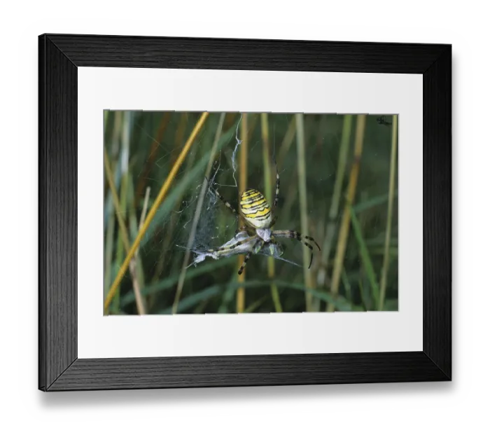 Framed Print : Wasp Spider (Argiope bruennichi) enveloping a grasshopper