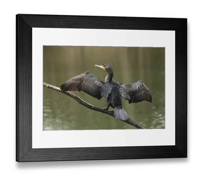 Framed Print : Great cormorant (Phalacrocorax carbo) sits on a branch above the water and dries its plumage with spreading wings Framed Print : Great cormorant (Phalacrocorax carbo) sits on a branch above the water and dries its plumage with spreading wings